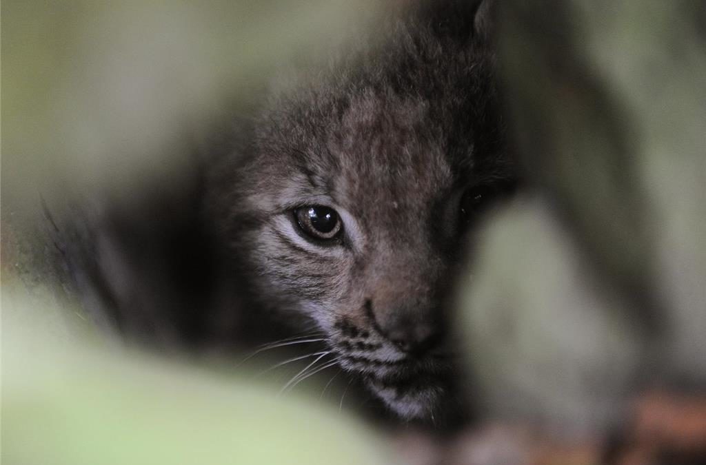 Luchs ausgebüxt – Suche läuft auf Hochtouren